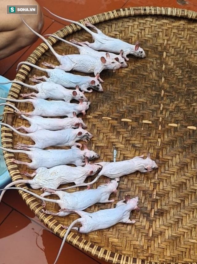 Chuột đồng vào mùa, người buôn thịt chuột ở làng ven đô Hà Nội hốt bạc từng ngày - Ảnh 1. Chuột đồng vào mùa, người buôn thịt chuột ở làng ven đô Hà Nội hốt bạc từng ngày - Ảnh 1.