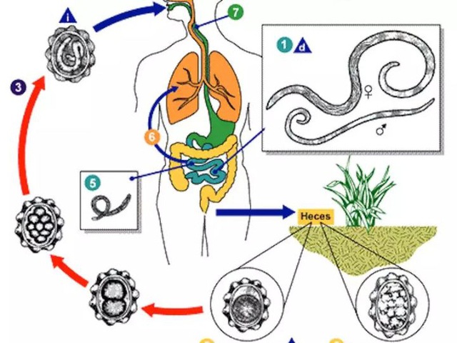 Bảng xếp hạng sát nhân trên Trái Đất, chó nhà lọt vào Top 3, vị trí đầu tiên thuộc về sinh vật vô cùng nhỏ bé - Ảnh 8.