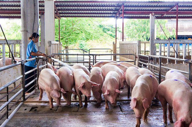 Giá thịt lợn hơi bất ngờ bật tăng - Ảnh 1. Giá thịt lợn hơi bất ngờ bật tăng - Ảnh 1.