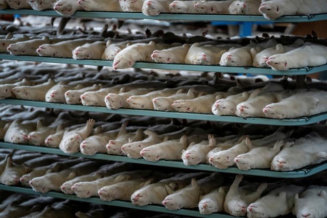 Chùm ảnh kinh hoàng: Hàng triệu con chồn bị thảm sát tại Đan Mạch sau khi phát hiện có dấu vết virus corona chủng đột biến - Ảnh 4.
