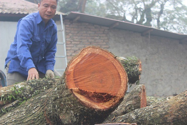 Gần hai năm, lô gỗ sưa ‘trăm tỷ’ ở Hà Nội nằm trong thùng container - Ảnh 2.