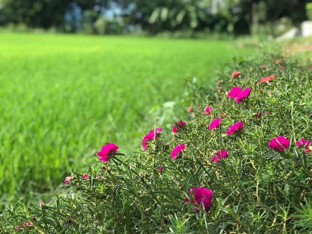 Rời Hà Nội mua 5000m² đất ở Ninh Thuận, cô gái 8x chỉ ra sự thật đằng sau 2 chữ an yên nhiều người nghĩ lúc về quê nuôi cá và trồng thêm rau  - Ảnh 15.