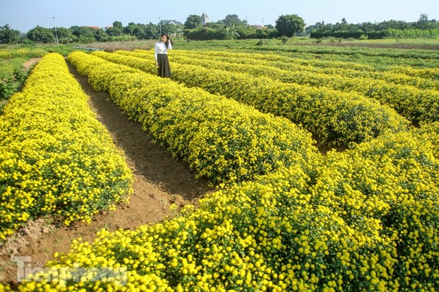 Ngất ngây cánh đồng Cúc tiến vua vàng rực gần Hà Nội - Ảnh 3.