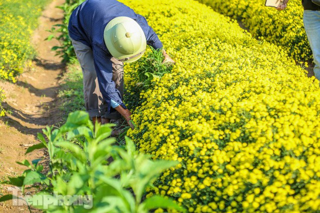 Ngất ngây cánh đồng Cúc tiến vua vàng rực gần Hà Nội - Ảnh 7.