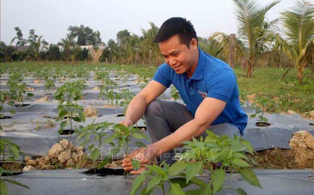 Mô hình trồng cây ớt an toàn xuất khẩu giúp gia đình anh Thôi vươn lên làm giàu với thu nhập trên 1 tỷ đồng/năm.