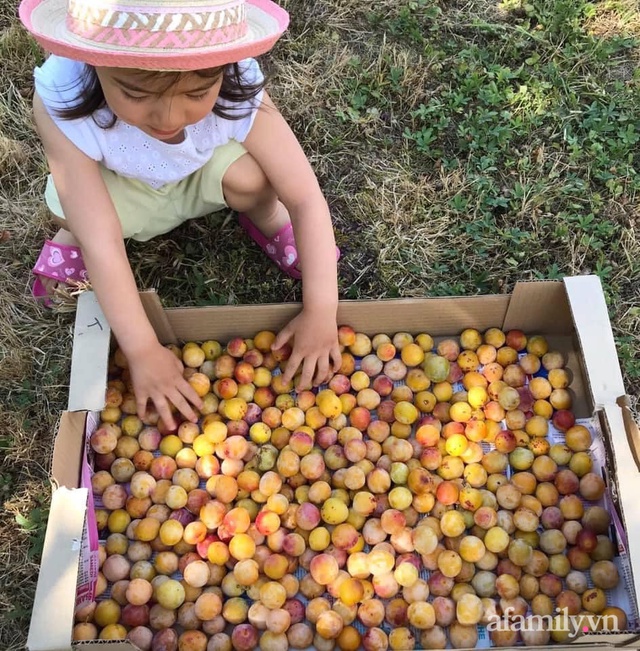 Trang trại rộng đến 60 hecta với đủ loại trái cây chín mọng trĩu cành, cánh đồng lúa mì đẹp như trong phim của mẹ Việt ở Pháp - Ảnh 3.