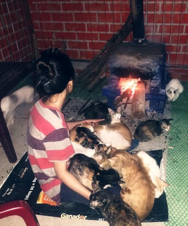 2 cô gái và 20 con mèo trên đỉnh đồi Đắk Nông: Thanh xuân như một tách trà, nhận nuôi lũ mèo hết cả thanh xuân - Ảnh 20. 2 cô gái và 20 con mèo trên đỉnh đồi Đắk Nông: Thanh xuân như một tách trà, nhận nuôi lũ mèo hết cả thanh xuân - Ảnh 20.