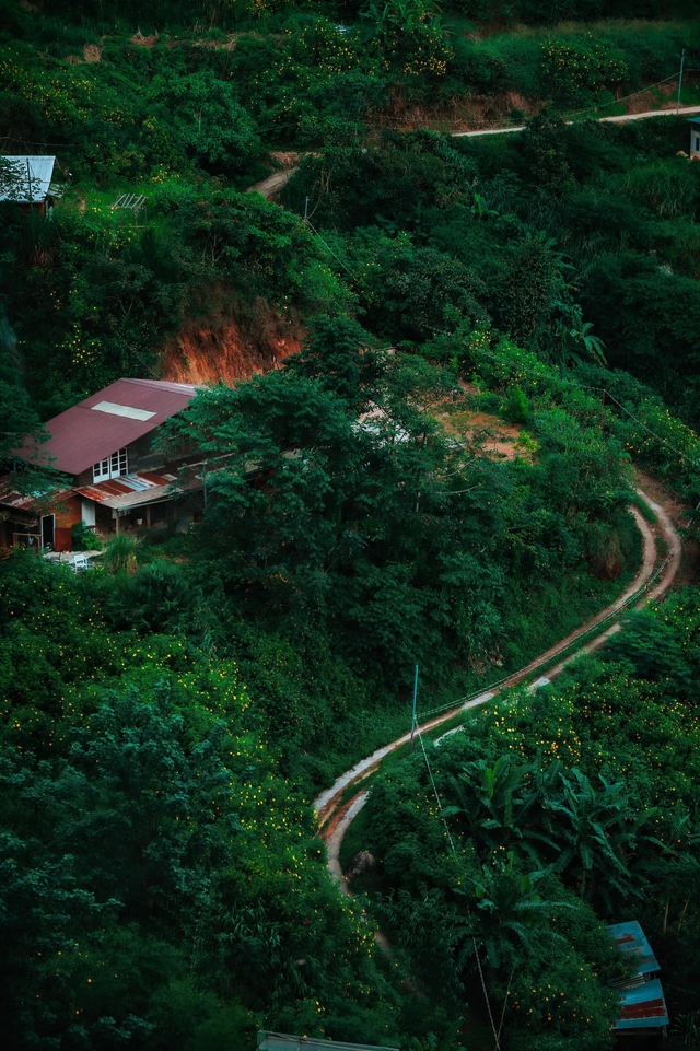 The boy who dropped out of study abroad came back to Da Lat to build a lovely wooden house, farm and tell his own youth story - Photo 2.