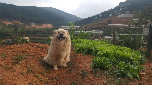 The boy who dropped out of studying abroad came back to Da Lat to build a lovely wooden house, farm and tell his own youth story - Photo 15.