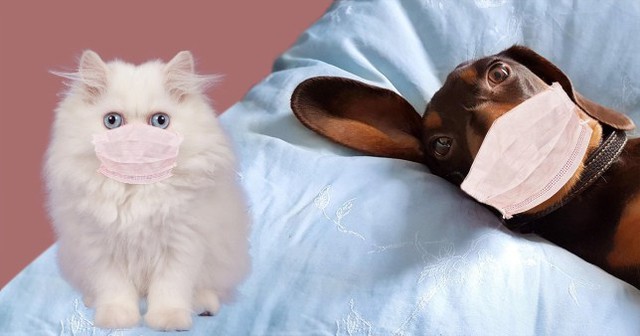 Nghiên cứu: SARS-CoV-2 có thể lây nhiễm trên mèo, các vật nuôi khác như chó, lợn, gà và vịt không bị nhiễm bệnh - Ảnh 2.