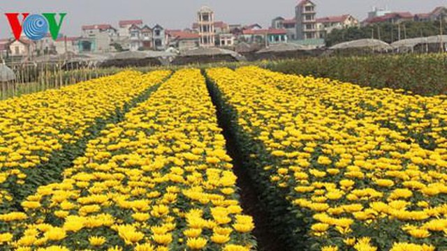 Làng hoa lớn nhất Hà Nội ủ rũ vì dịch Covid-19 - Ảnh 1.