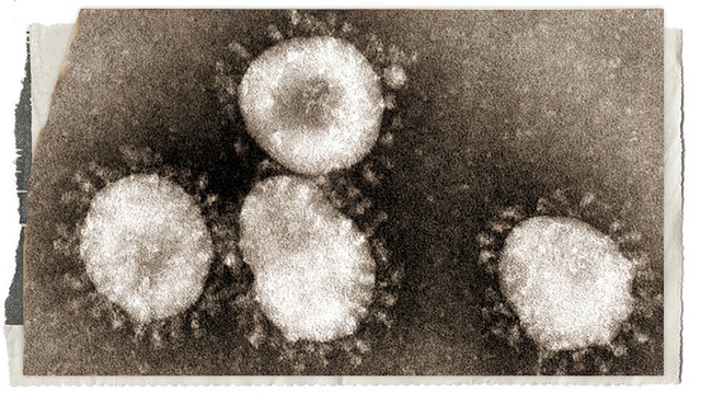 Lịch sử bí ẩn của họ virus corona: Từ cơn cảm lạnh thông thường đến những đại dịch toàn cầu - Ảnh 6.
