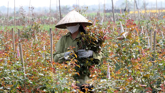 Cuộc sống trong thôn Hạ Lôi sau hơn mười ngày cấm cung vì COVID-19 - Ảnh 8.