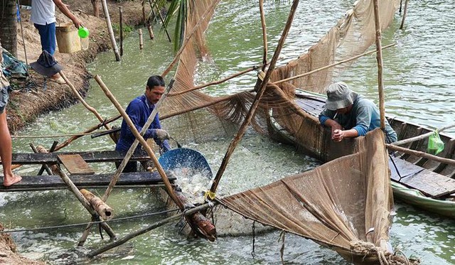 Mỹ giảm thuế chống bán phá giá cho cá tra Việt Nam - Ảnh 1.