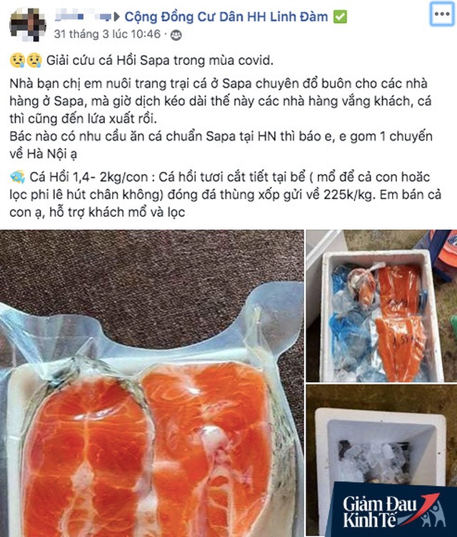 Đến lượt cá hồi Sa Pa kêu gọi được giải cứu: Giá chỉ còn 200 ngàn đồng/kg nhưng vẫn đỏ mắt tìm người mua - Ảnh 1.