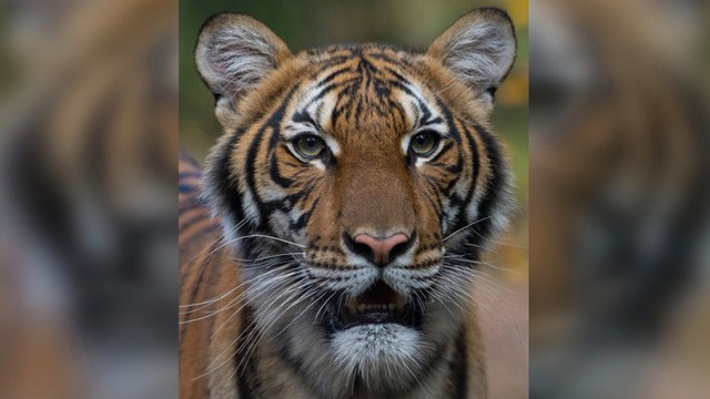  Mỹ: Hổ trong sở thú tại TP New York nhiễm Covid-19  - Ảnh 1.