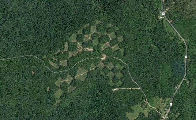 Khu vực rừng kỳ lạ trông giống như một bàn cờ khi được nhìn từ trên cao - Ảnh 1.