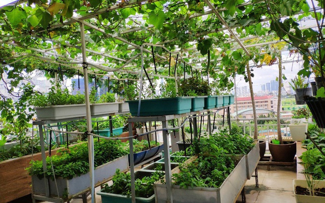  Doanh nhân Sài Gòn trồng cả vườn rau như trang trại và hồ sen trên sân thượng rộng 300m² - Ảnh 1.