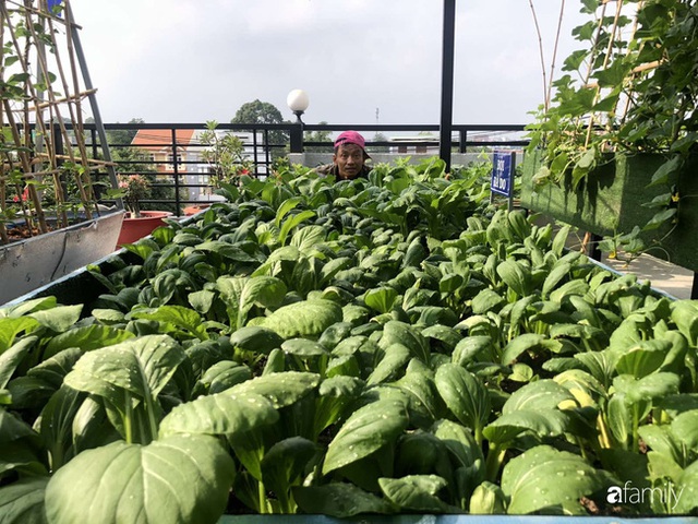 Doanh nhân Sài Gòn trồng cả vườn rau như trang trại và hồ sen trên sân thượng rộng 300m² - Ảnh 2.