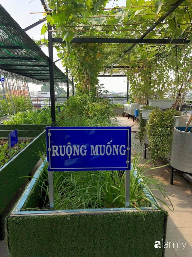  Doanh nhân Sài Gòn trồng cả vườn rau như trang trại và hồ sen trên sân thượng rộng 300m² - Ảnh 24.