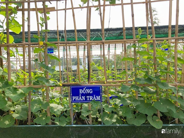  Doanh nhân Sài Gòn trồng cả vườn rau như trang trại và hồ sen trên sân thượng rộng 300m² - Ảnh 25.