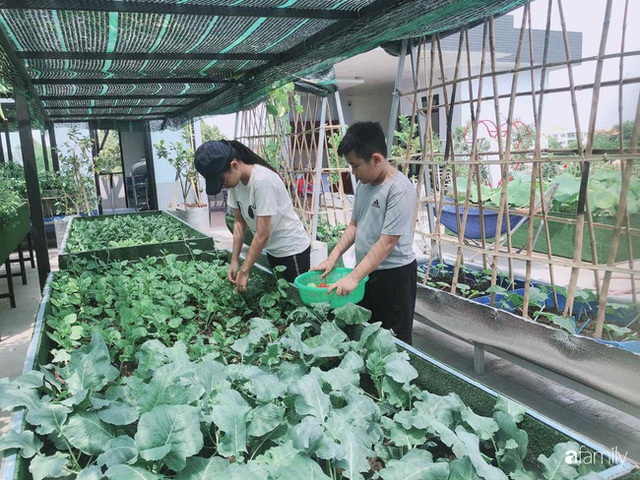  Doanh nhân Sài Gòn trồng cả vườn rau như trang trại và hồ sen trên sân thượng rộng 300m² - Ảnh 26.