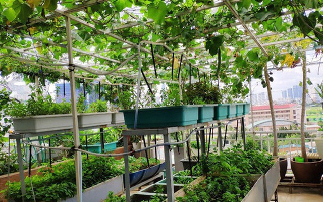 Doanh nhân Sài Gòn trồng cả vườn rau như trang trại và hồ sen trên sân thượng rộng 300m²