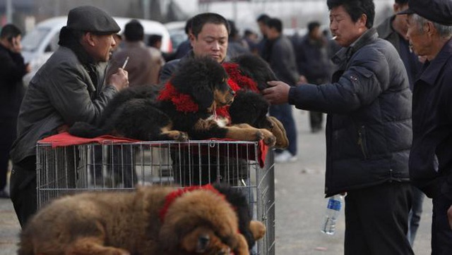 Câu chuyện buồn về cơn sốt chó ngao Tây Tạng: Từ thần khuyển chục tỷ đồng đến bầy chó hoang hàng vạn con bị ruồng bỏ - Ảnh 4.