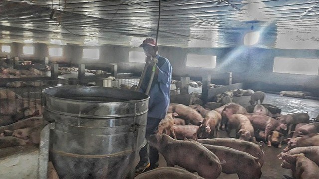 Nông dân không có phần trong lãi khủng của doanh nghiệp kinh doanh lợn - Ảnh 1.