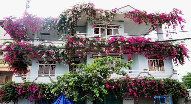  Những ngôi nhà hoa giấy phiên bản đời thực ở Việt Nam đẹp rụng rời, nhìn xong chỉ muốn trồng ngay vài gốc - Ảnh 12.