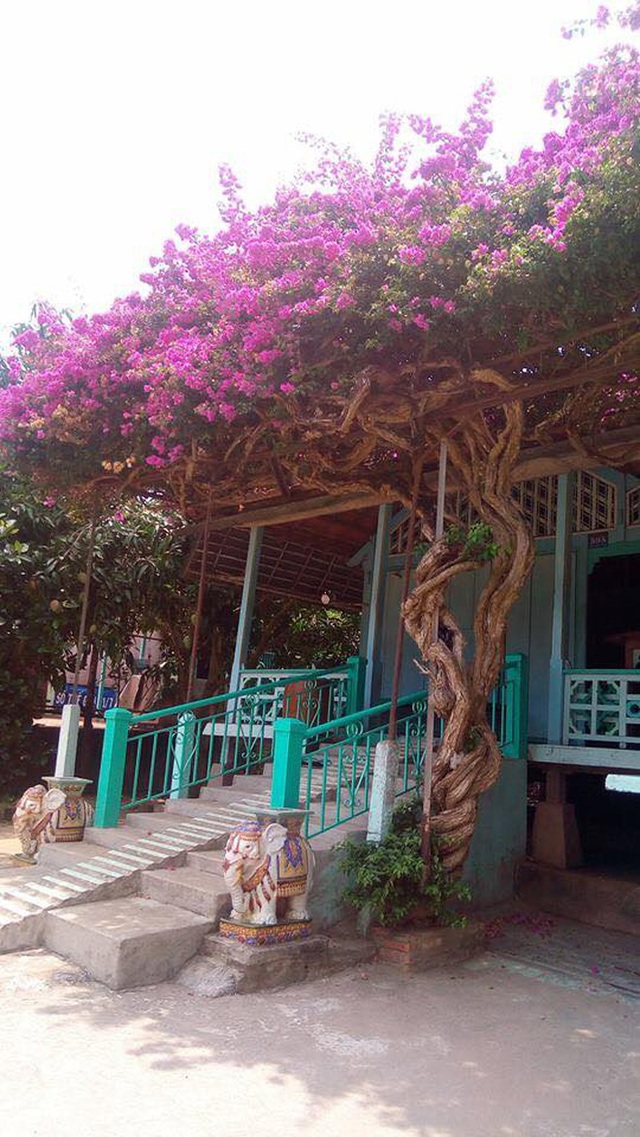  Những ngôi nhà hoa giấy phiên bản đời thực ở Việt Nam đẹp rụng rời, nhìn xong chỉ muốn trồng ngay vài gốc - Ảnh 3.