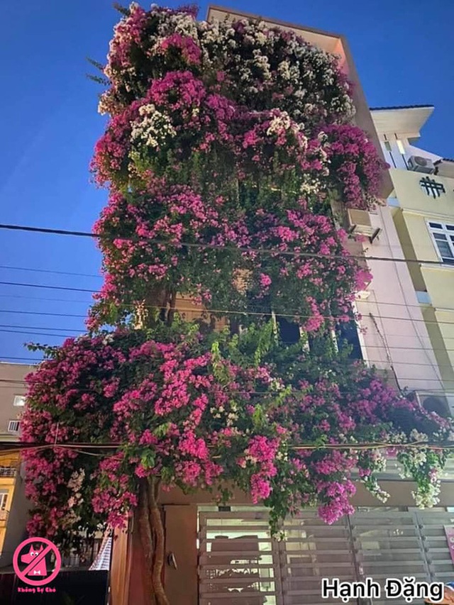  Những ngôi nhà hoa giấy phiên bản đời thực ở Việt Nam đẹp rụng rời, nhìn xong chỉ muốn trồng ngay vài gốc - Ảnh 5.