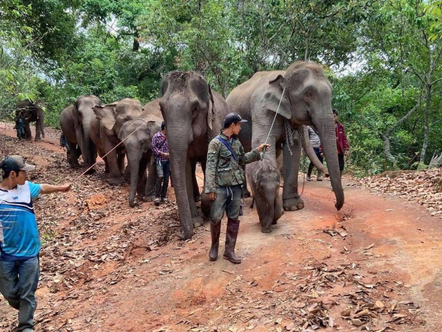  Thất nghiệp vì Covid-19, hàng ngàn chú voi Thái Lan đi bộ về quê - Ảnh 2.