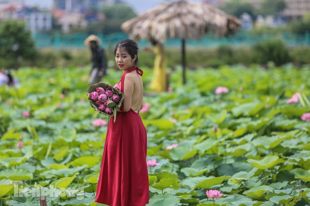 Hốt bạc triệu mỗi ngày trong mùa sen Hồ Tây - Ảnh 7.