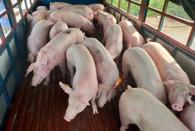 Lợn sống nhập khẩu từ Thái Lan về Việt Nam: Từng bước hiện thực hóa việc bình ổn giá lợn trên thị trường - Ảnh 1.
