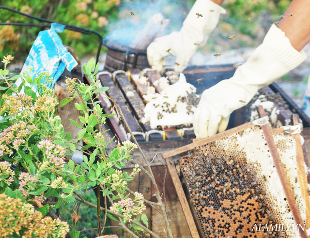 Tạm xa Hồ Tây một hôm, về Ninh Bình thăm bác nông dân thu nhập khủng nhờ nuôi ong lấy mật từ loài hoa ít ai ngờ tới - Ảnh 2.