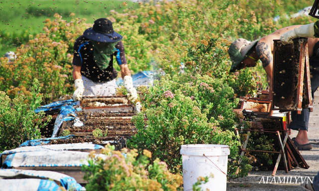 Tạm xa Hồ Tây một hôm, về Ninh Bình thăm bác nông dân thu nhập khủng nhờ nuôi ong lấy mật từ loài hoa ít ai ngờ tới - Ảnh 3.