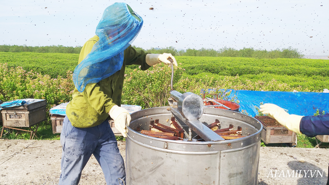 Tạm xa Hồ Tây một hôm, về Ninh Bình thăm bác nông dân thu nhập khủng nhờ nuôi ong lấy mật từ loài hoa ít ai ngờ tới - Ảnh 7.