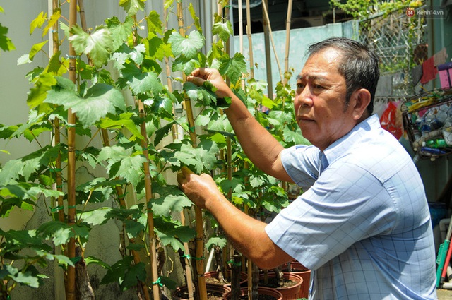 Vườn nho bê tông ở nhà phố Sài Gòn: Trồng chơi lấy bóng mát nhưng cho thu nhập khủng - Ảnh 8. Vườn nho bê tông ở nhà phố Sài Gòn: Trồng chơi lấy bóng mát nhưng cho thu nhập khủng - Ảnh 8.