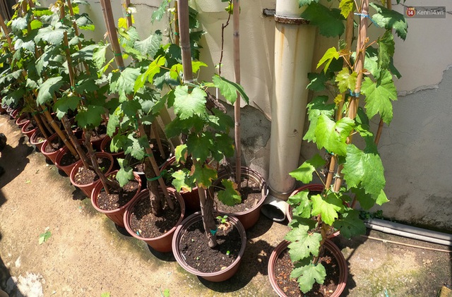 Vườn nho bê tông ở nhà phố Sài Gòn: Trồng chơi lấy bóng mát nhưng cho thu nhập khủng - Ảnh 9. Vườn nho bê tông ở nhà phố Sài Gòn: Trồng chơi lấy bóng mát nhưng cho thu nhập khủng - Ảnh 9.
