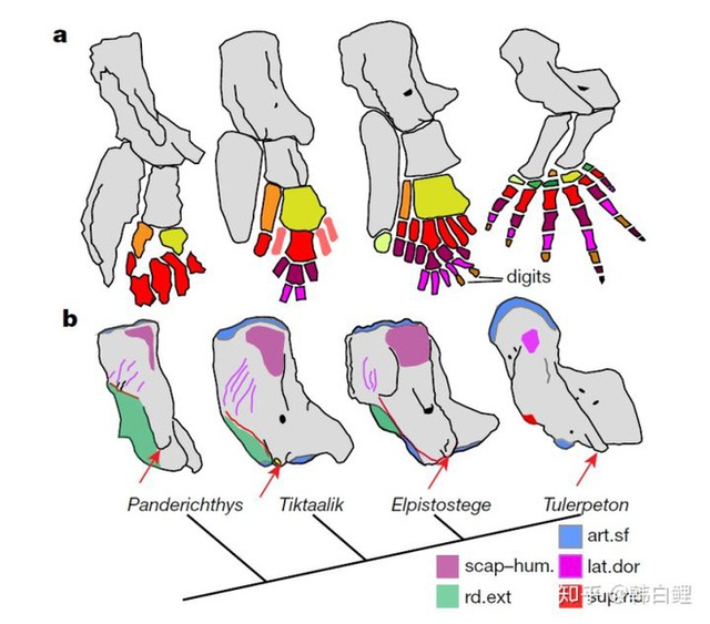 Cá cổ đại tiết lộ bí ẩn về nguồn gốc của ngón tay con người - Ảnh 5.