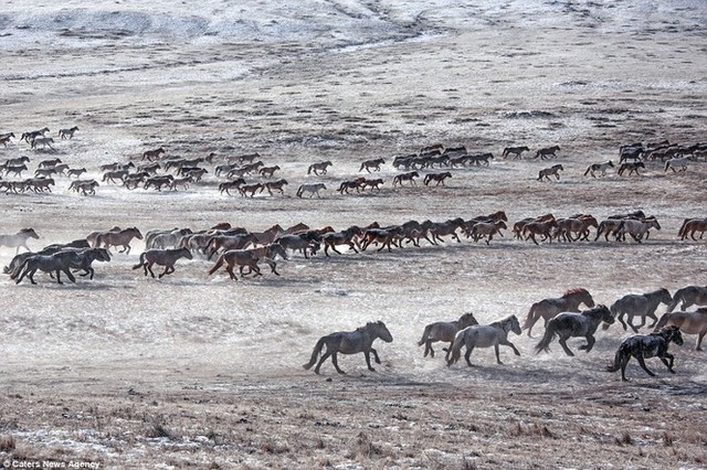 Ngựa của Thành Cát Tư Hãn và cảnh sát kị binh Mông Cổ ngày nay - Ảnh 3.