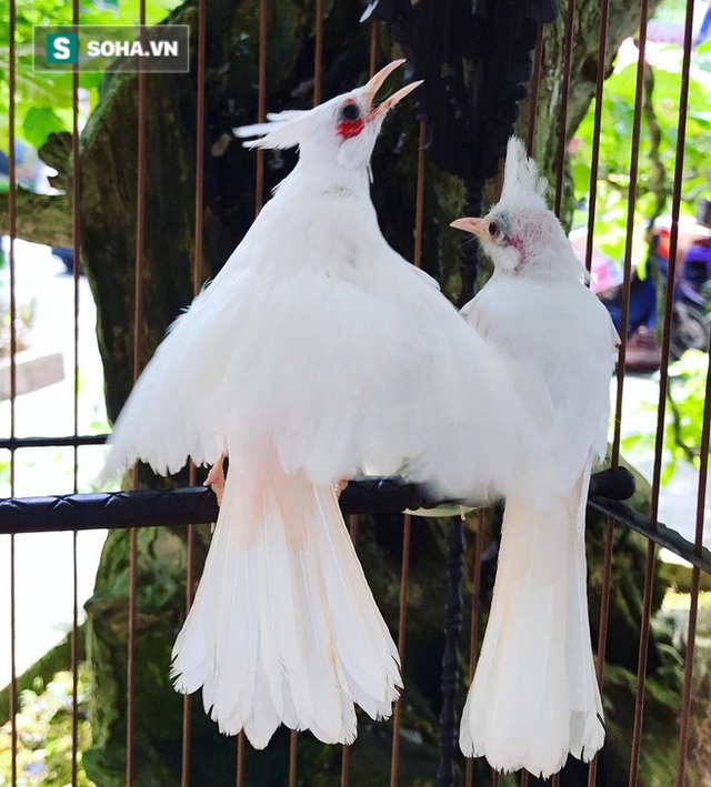  Độc nhất tại Việt Nam: 72 con chim quý tộc trị giá 10 tỷ đồng, có 2 bảo mẫu riêng chăm sóc - Ảnh 2.