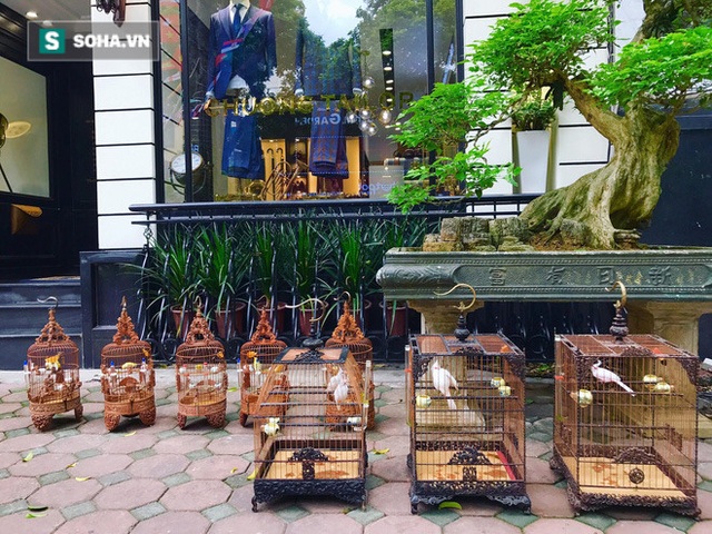 Độc nhất tại Việt Nam: 72 con chim quý tộc trị giá 10 tỷ đồng, có 2 bảo mẫu riêng chăm sóc - Ảnh 3.