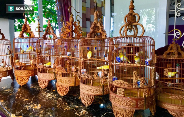  Độc nhất tại Việt Nam: 72 con chim quý tộc trị giá 10 tỷ đồng, có 2 bảo mẫu riêng chăm sóc - Ảnh 5.