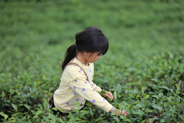 Có một Mộc Châu đời thường đến thế: Lên đồi hái chè, xuống suối bắt cá cùng người dân, ăn pa pỉnh tộp đặc sản, buổi tối nâng chén rượu mận trong tiết trời mát mẻ - Ảnh 10. Có một Mộc Châu đời thường đến thế: Lên đồi hái chè, xuống suối bắt cá cùng người dân, ăn pa pỉnh tộp đặc sản, buổi tối nâng chén rượu mận trong tiết trời mát mẻ - Ảnh 10.
