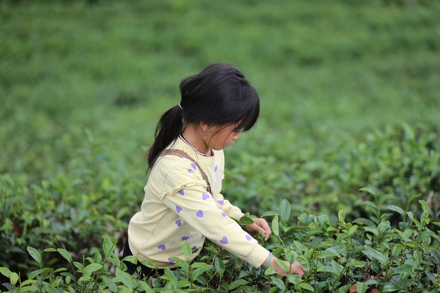 Có một Mộc Châu đời thường đến thế: Lên đồi hái chè, xuống suối bắt cá cùng người dân, ăn pa pỉnh tộp đặc sản, buổi tối nâng chén rượu mận trong tiết trời mát mẻ - Ảnh 10.