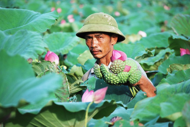 Cách Hà Nội chừng 50 cây số, có một ngôi làng người người bỏ nghề công nhân về quê kiếm tiền triệu nhờ loài hoa đặc trưng này - Ảnh 1.