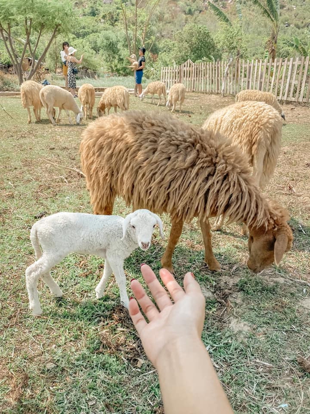 Thử trọn gói dịch vụ 5 sao ở Nha Trang: Đi bộ dưới biển, bay dù lượn, tắm bùn. Chỉ hết 8 triệu? - Ảnh 11.