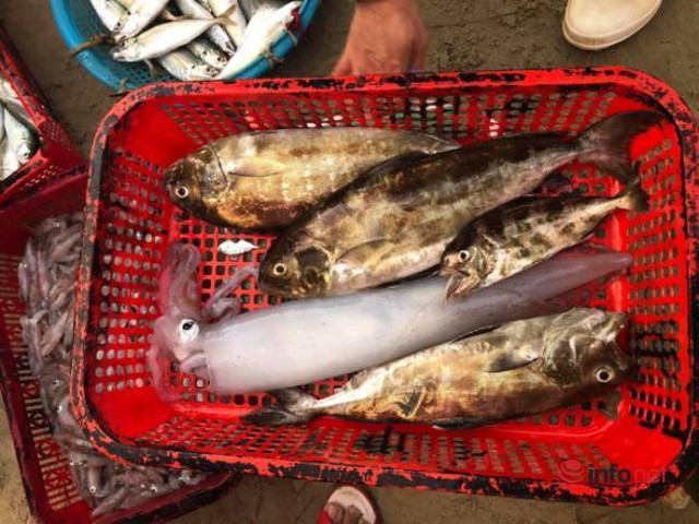 Khám phá chợ “mực nháy, cá nhảy” tờ mờ sáng ở Đà Nẵng - Ảnh 13.